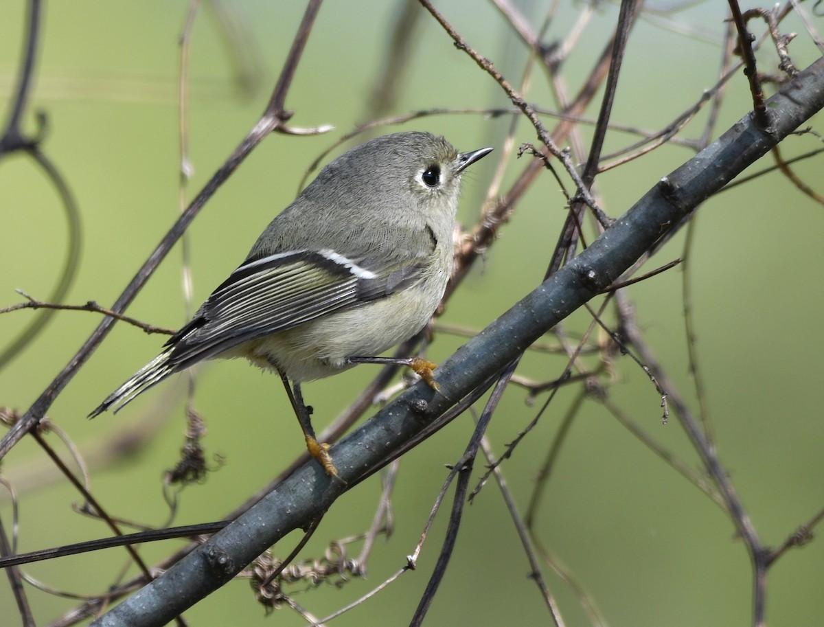 Ruby-crowned Kinglet - ML545642601