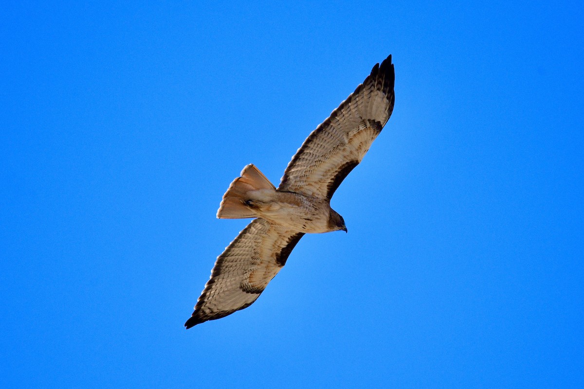 Red-tailed Hawk - Ardell Winters