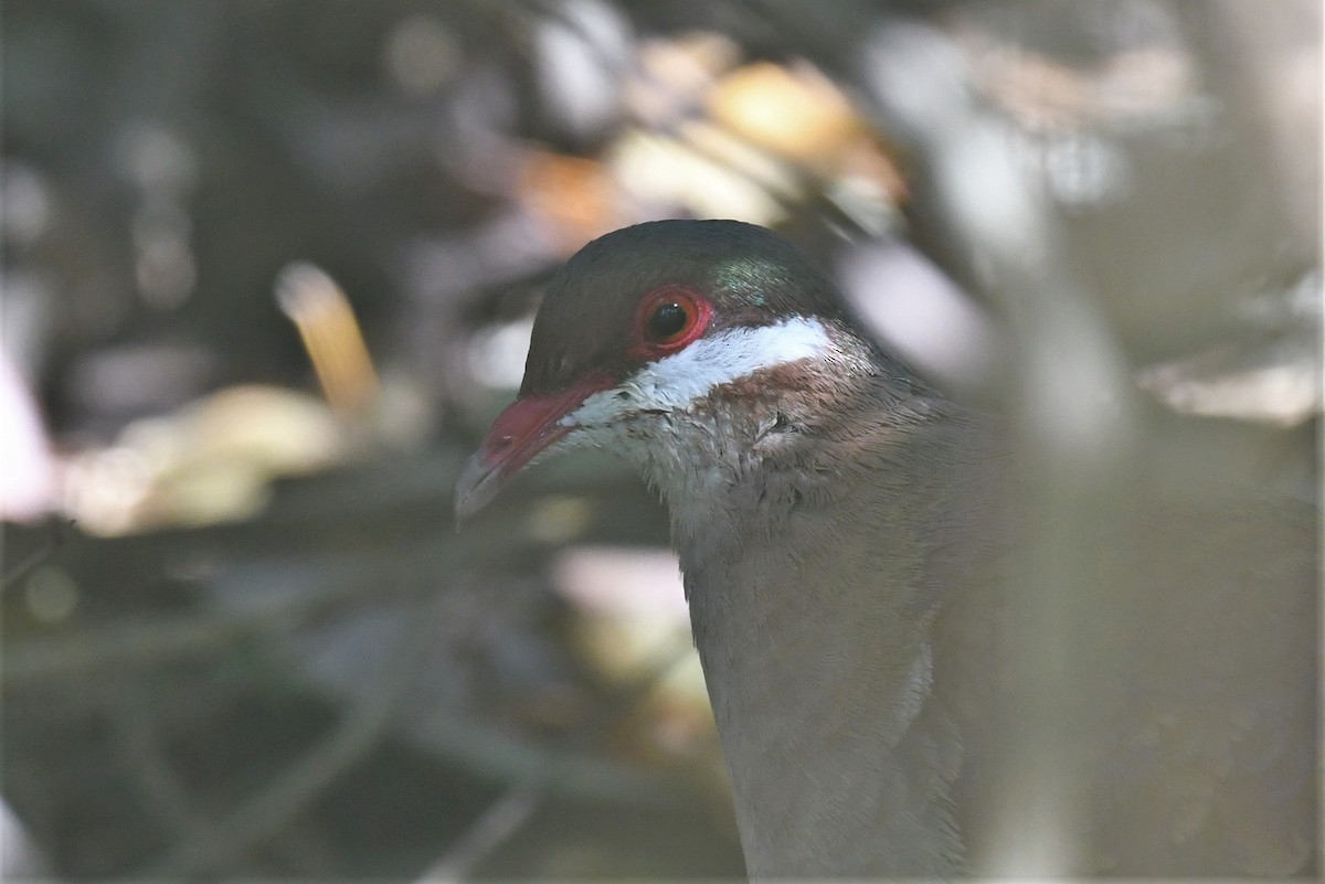 Key West Quail-Dove - ML545645161