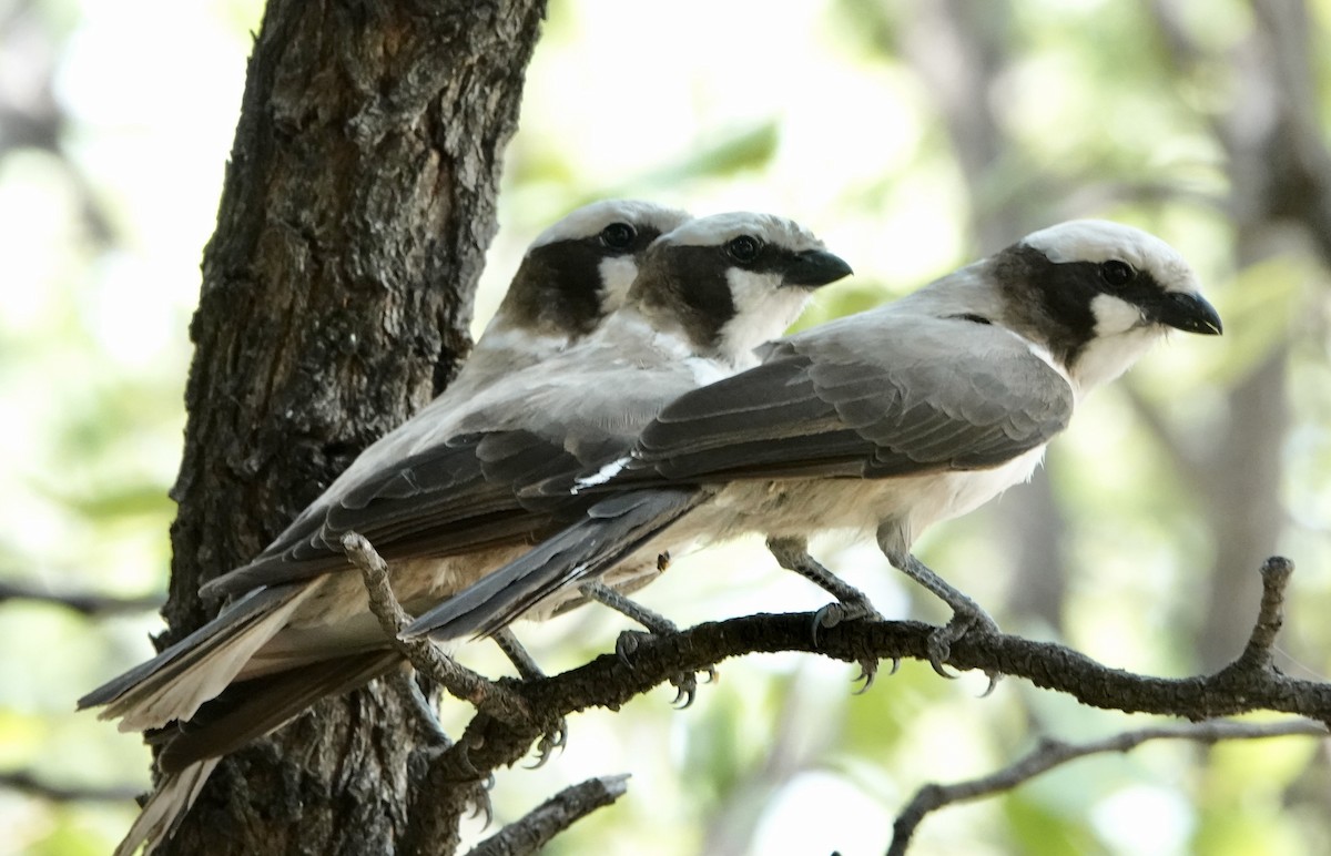 White-crowned Shrike - ML545645461