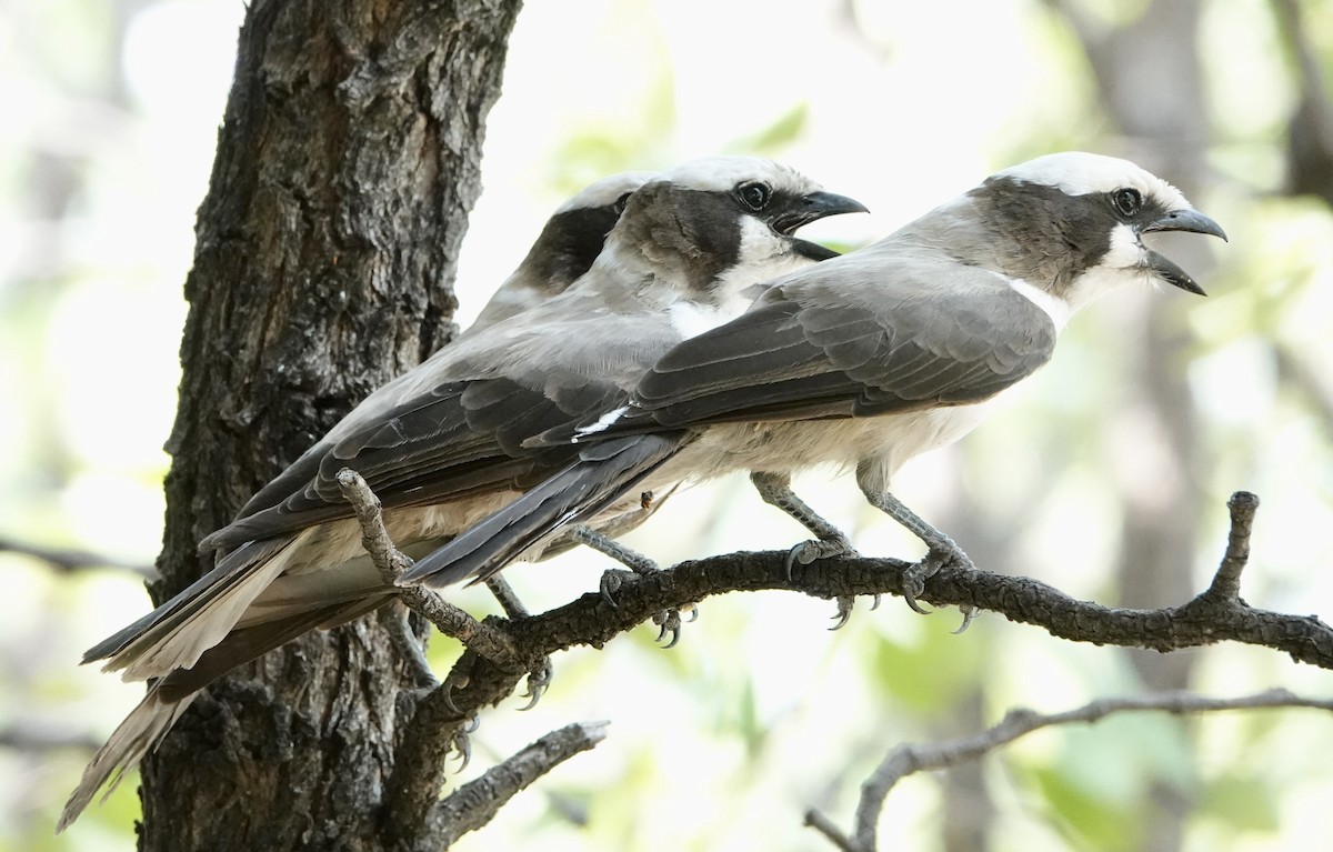 White-crowned Shrike - ML545645821