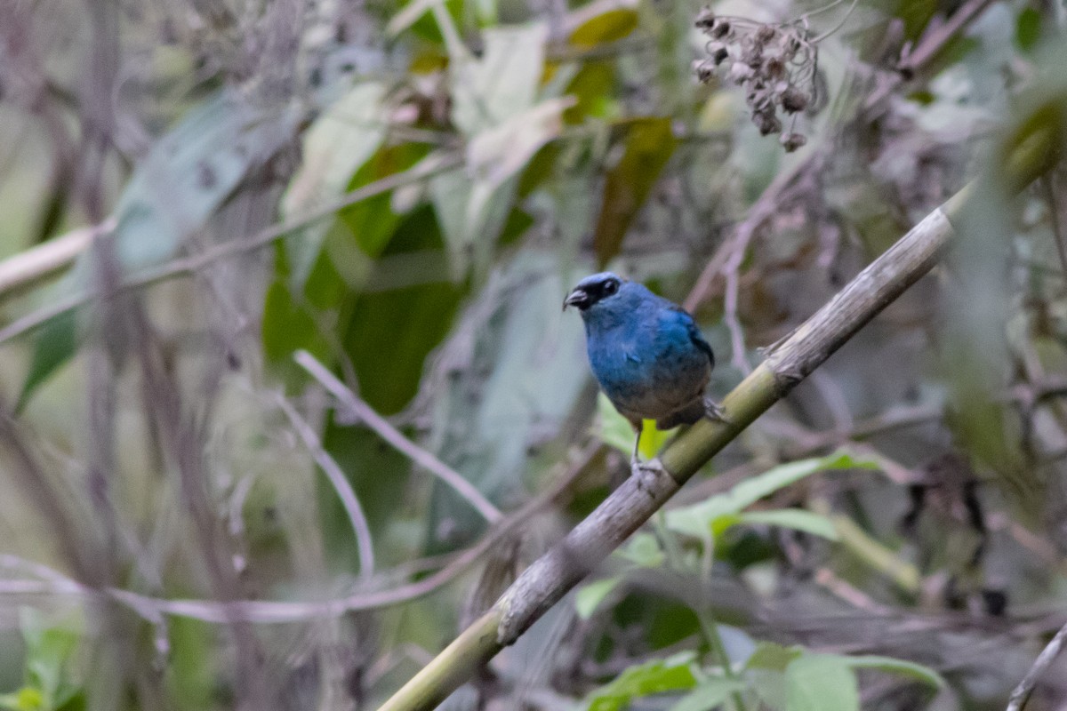 Golden-naped Tanager - Carlos Chaparro