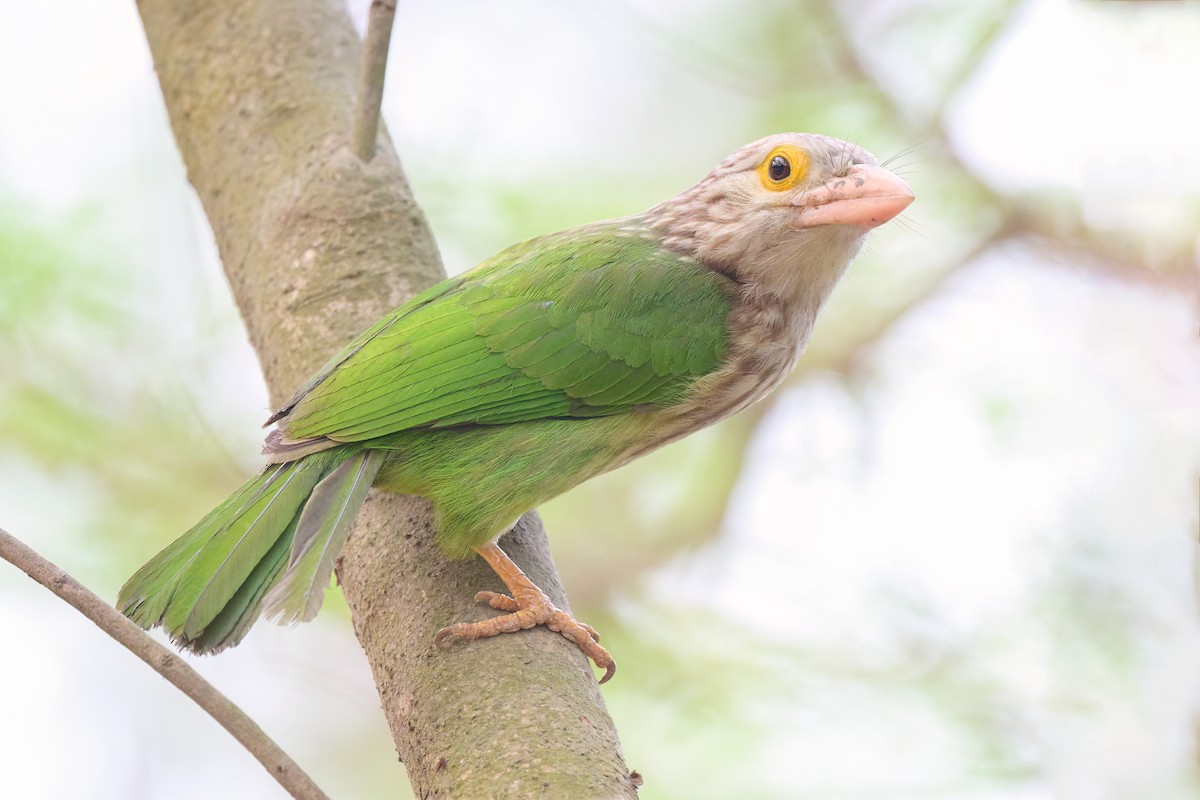 Lineated Barbet - ML545646541