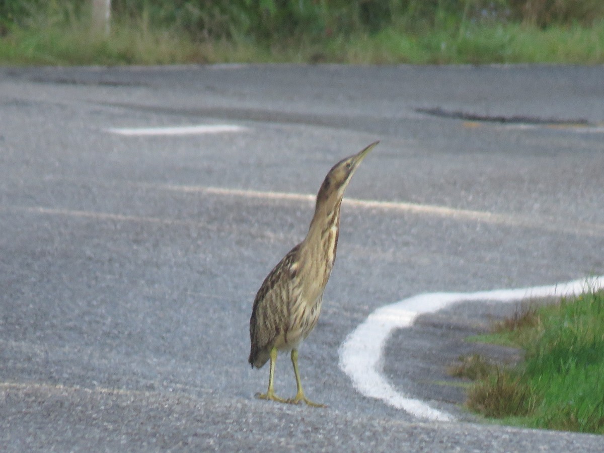 Australasian Bittern - ML545647361