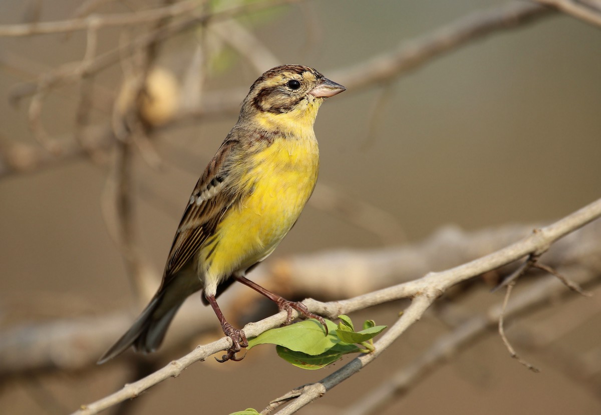 Yellow-breasted Bunting - eakachai anuphab