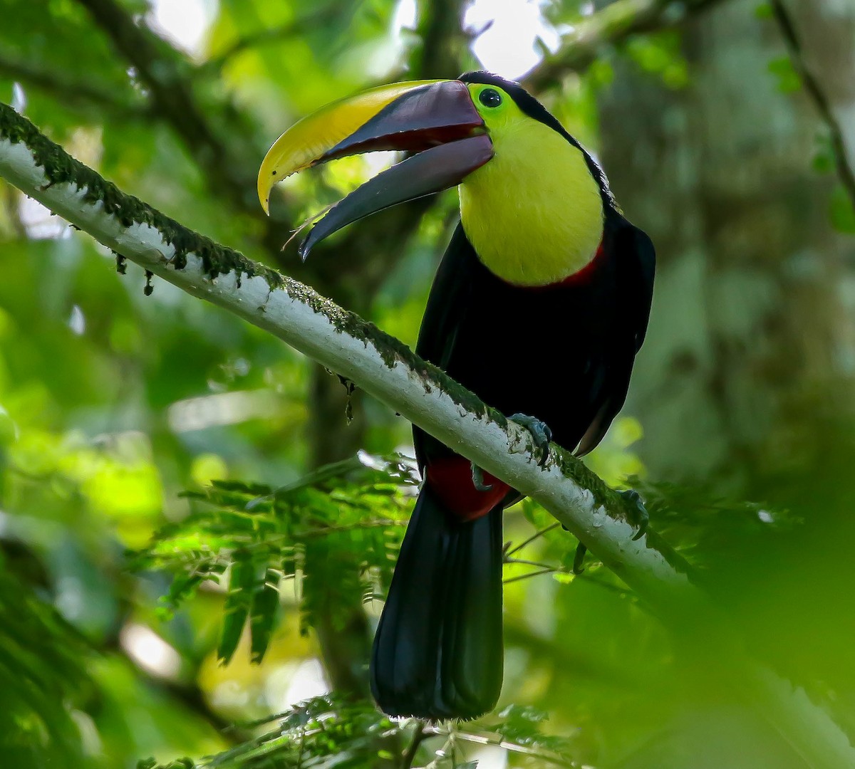 Yellow-throated Toucan - ML545648161