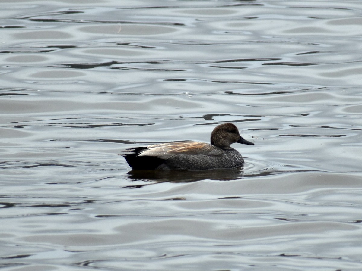 Gadwall - Jenny Vogt