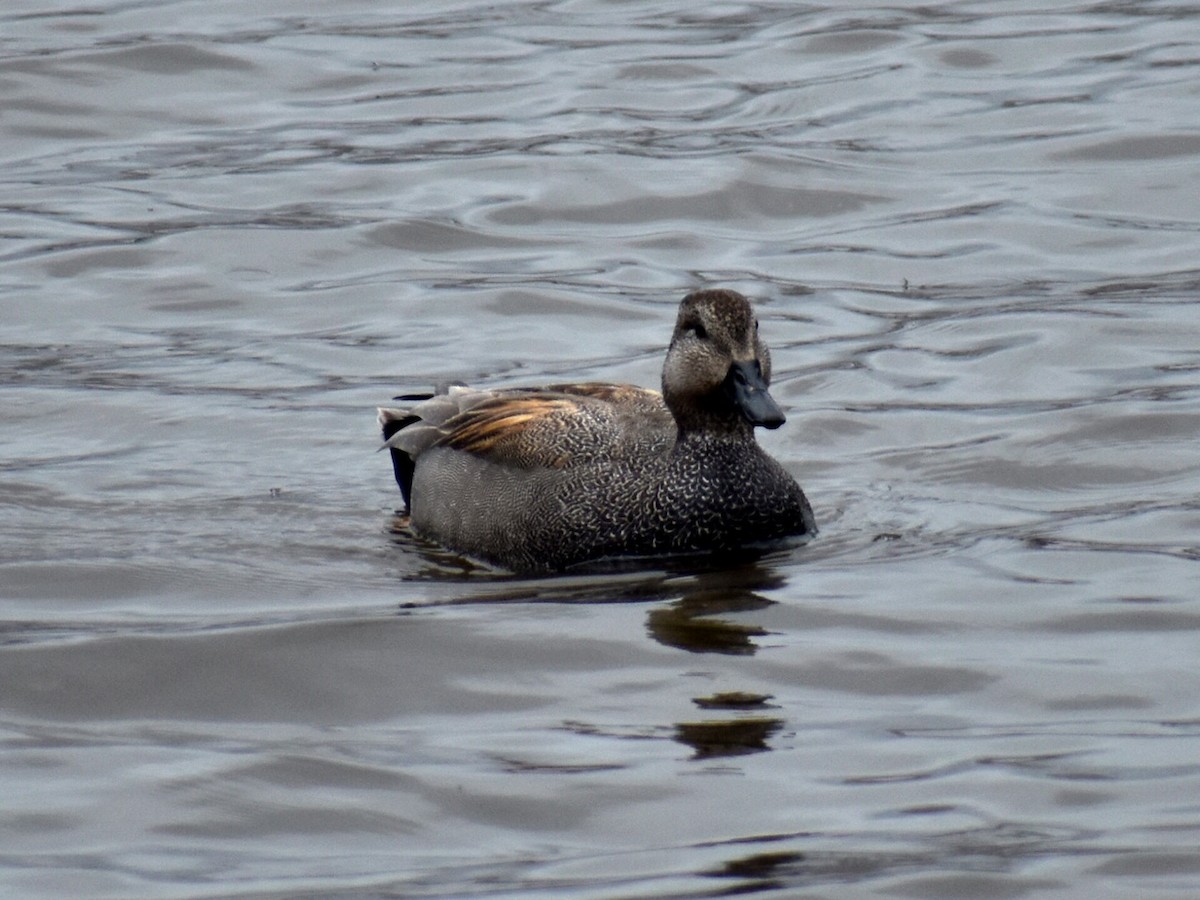 Gadwall - ML545648311