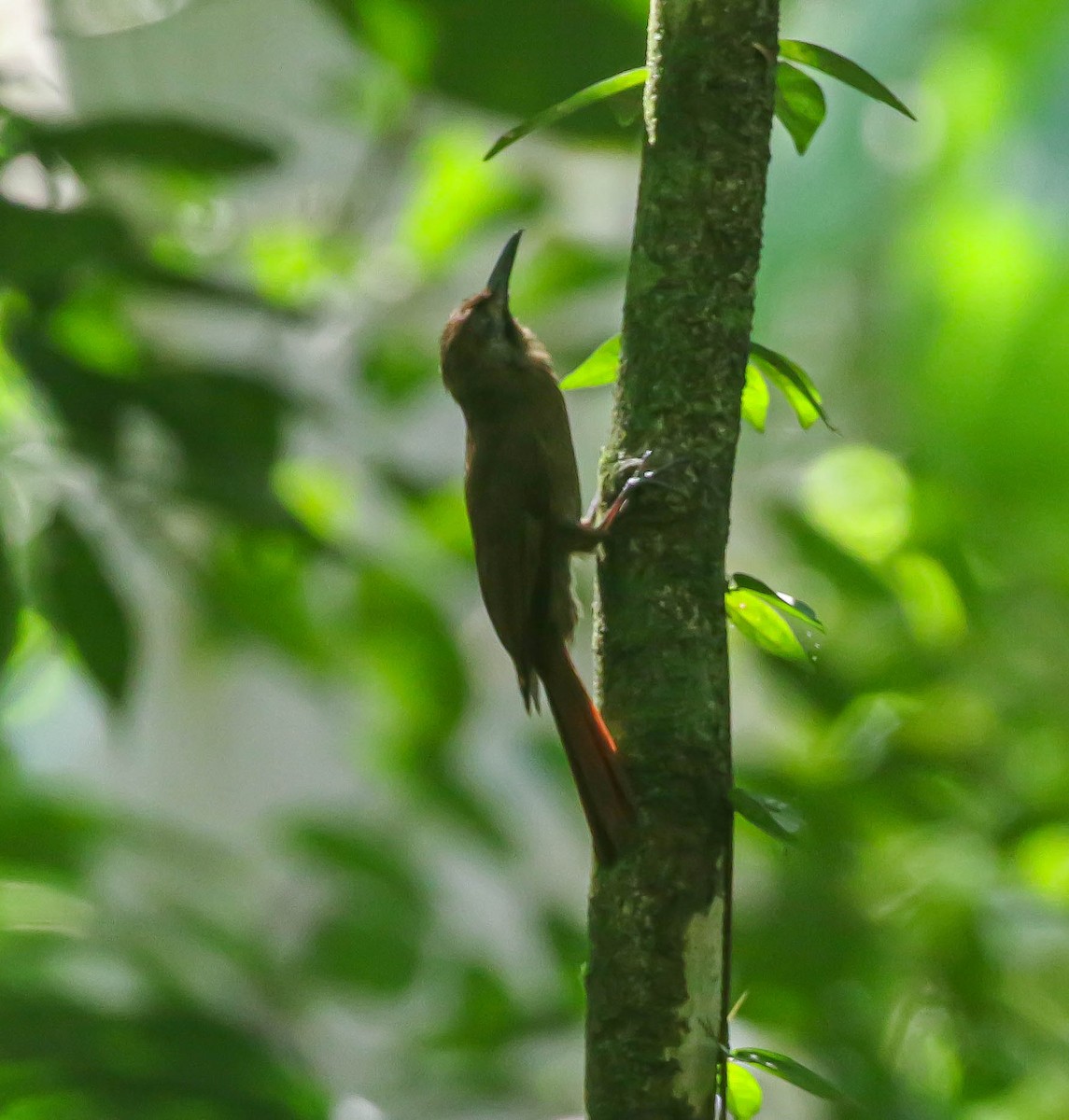 Plain-brown Woodcreeper - ML545648361