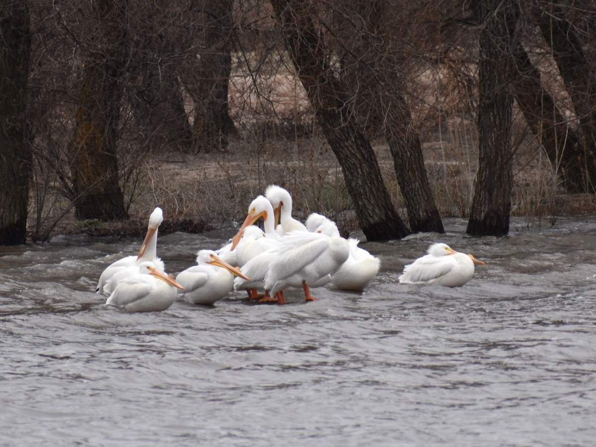 American White Pelican - Jenny Vogt