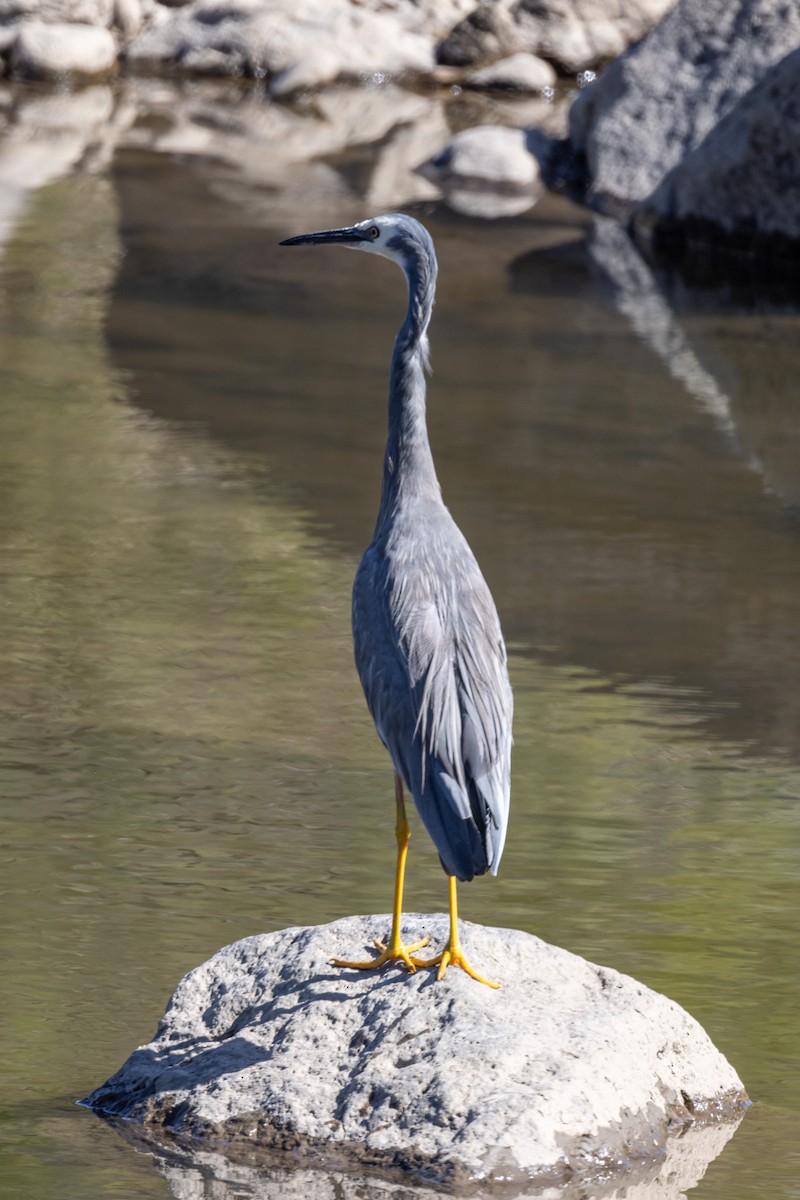 Weißwangenreiher - ML545648731