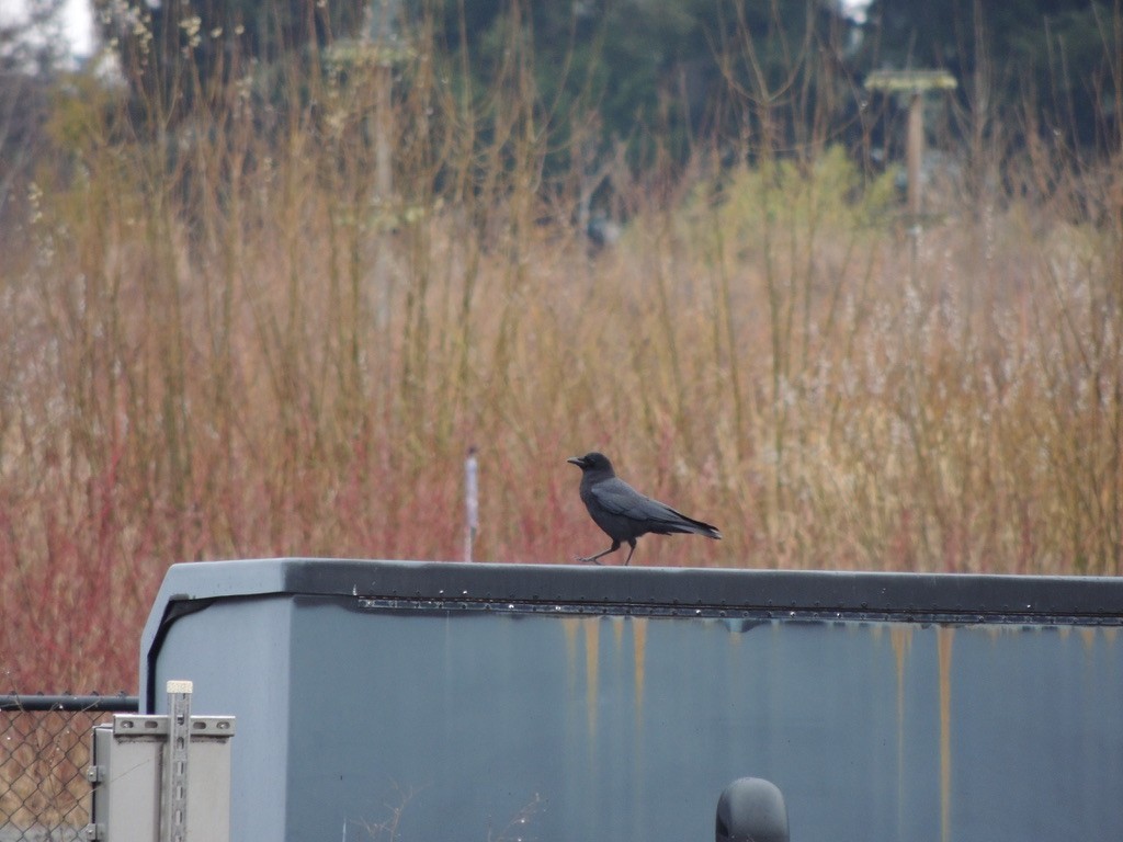 American Crow - ML545649461