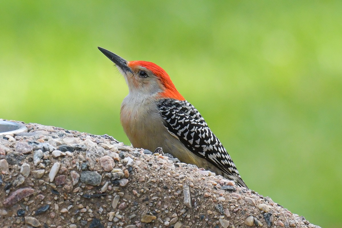 Red-bellied Woodpecker - ML545651301