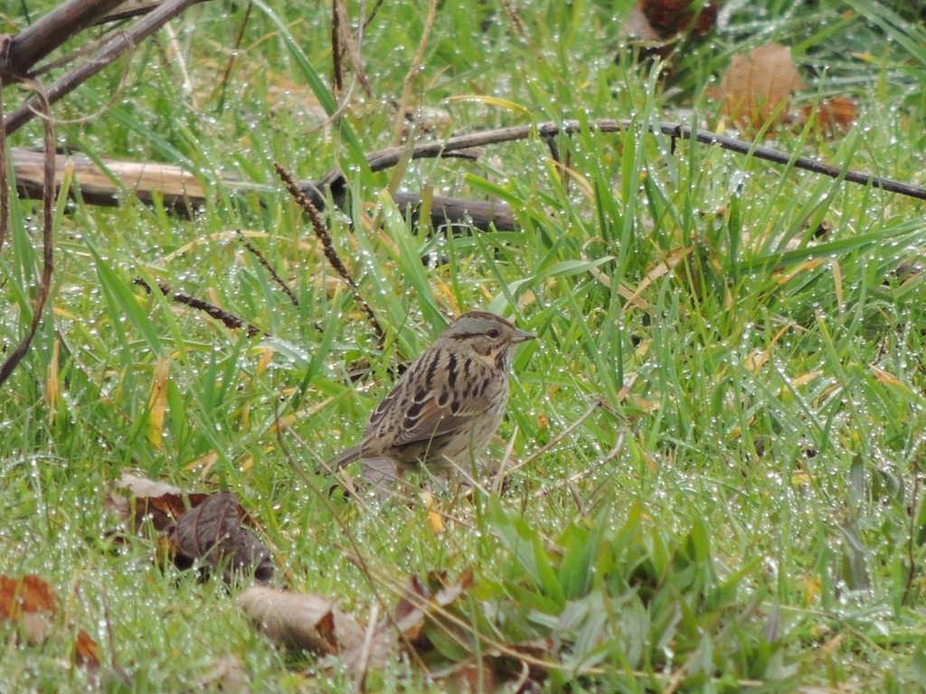 Lincoln's Sparrow - Zev Doll-Schmitz