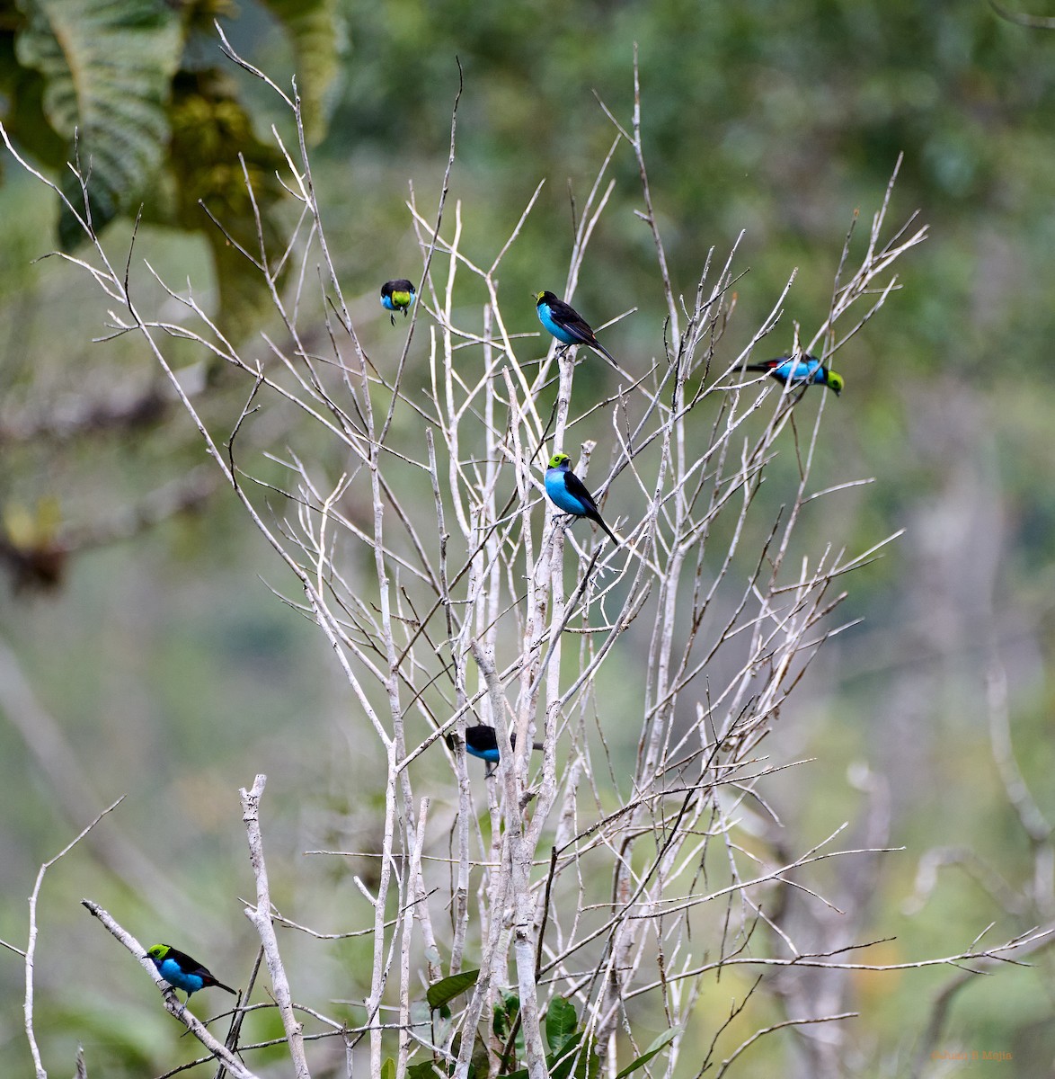 Paradise Tanager - Juan B Mejia Ossa