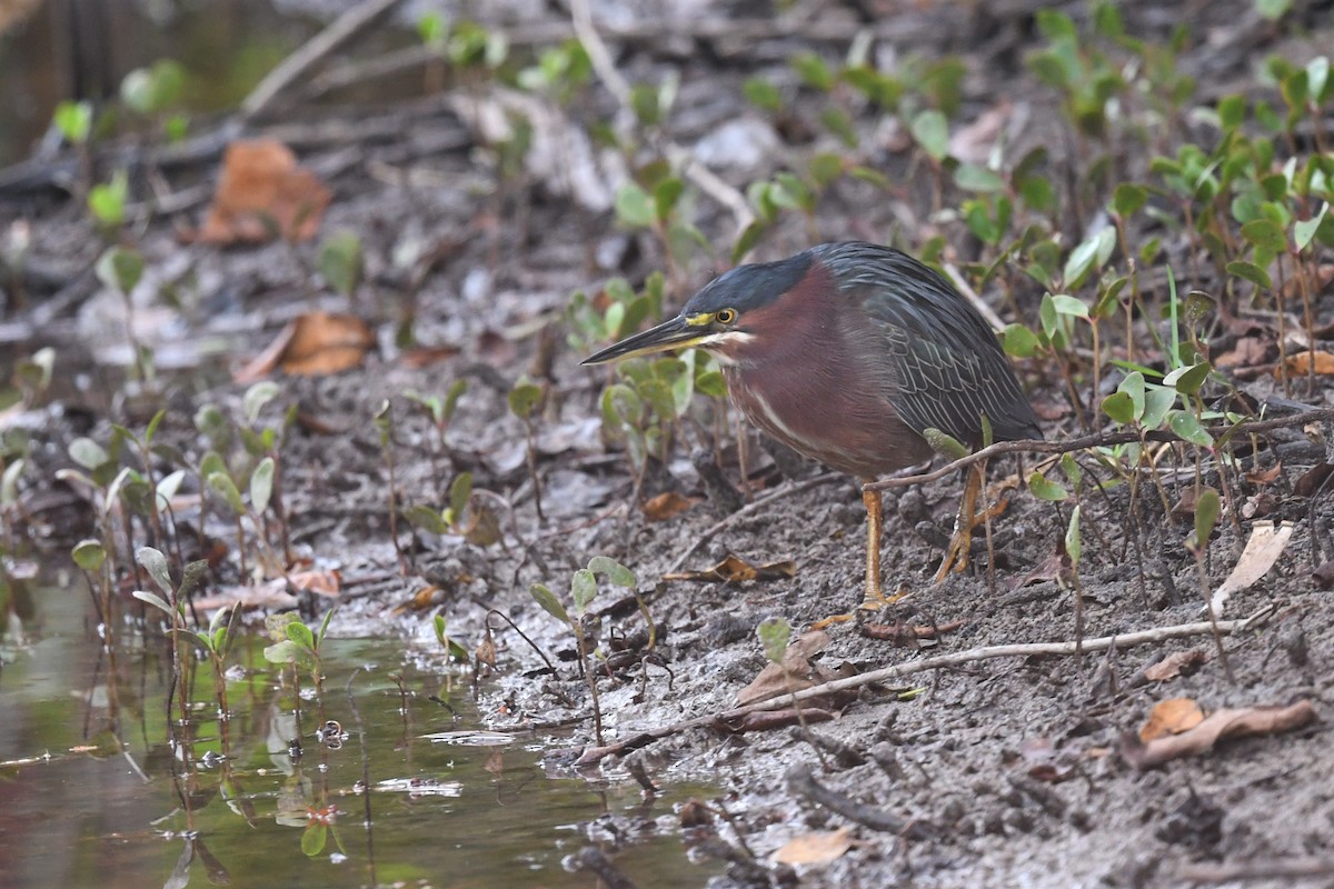 Green Heron - ML545654371