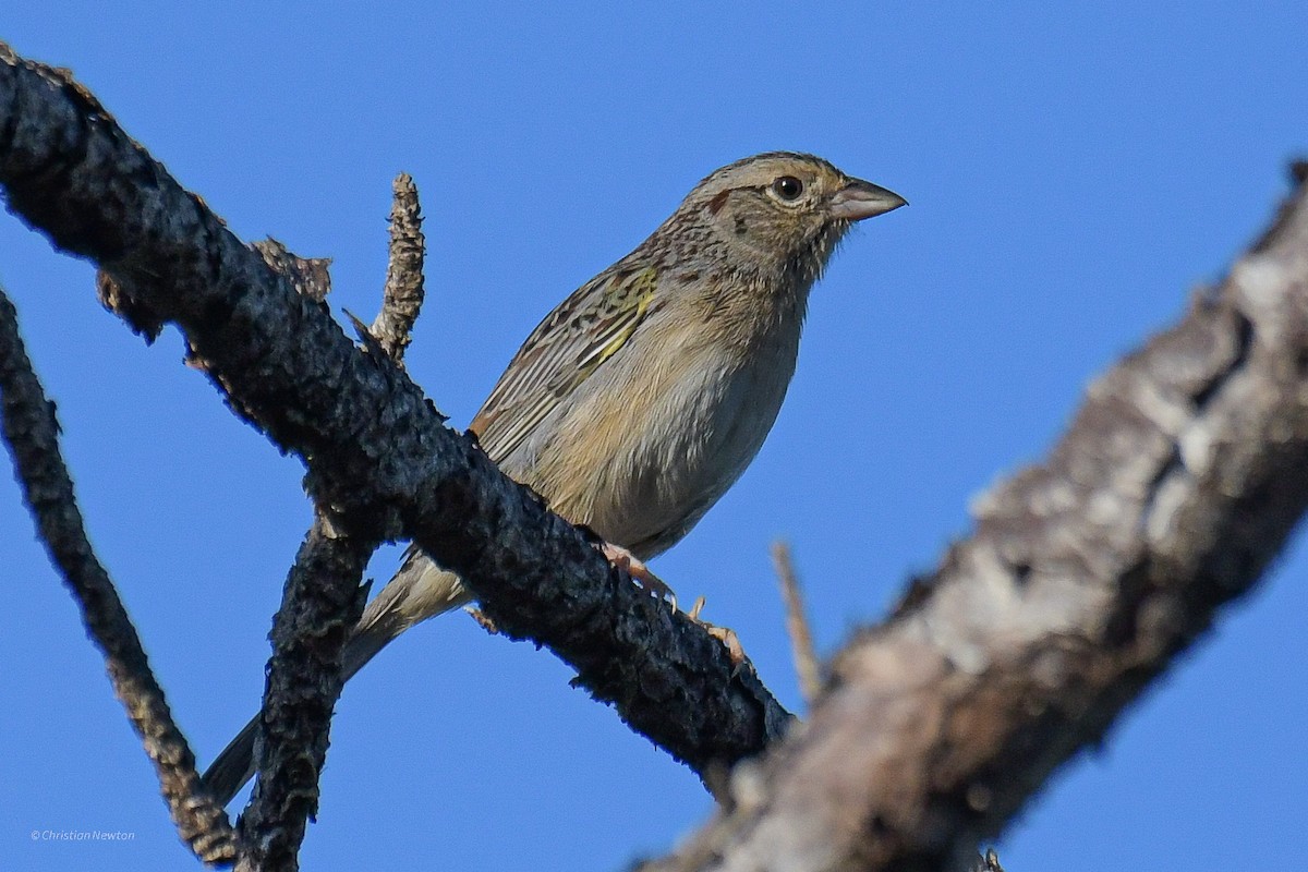 Bachman's Sparrow - Christian Newton