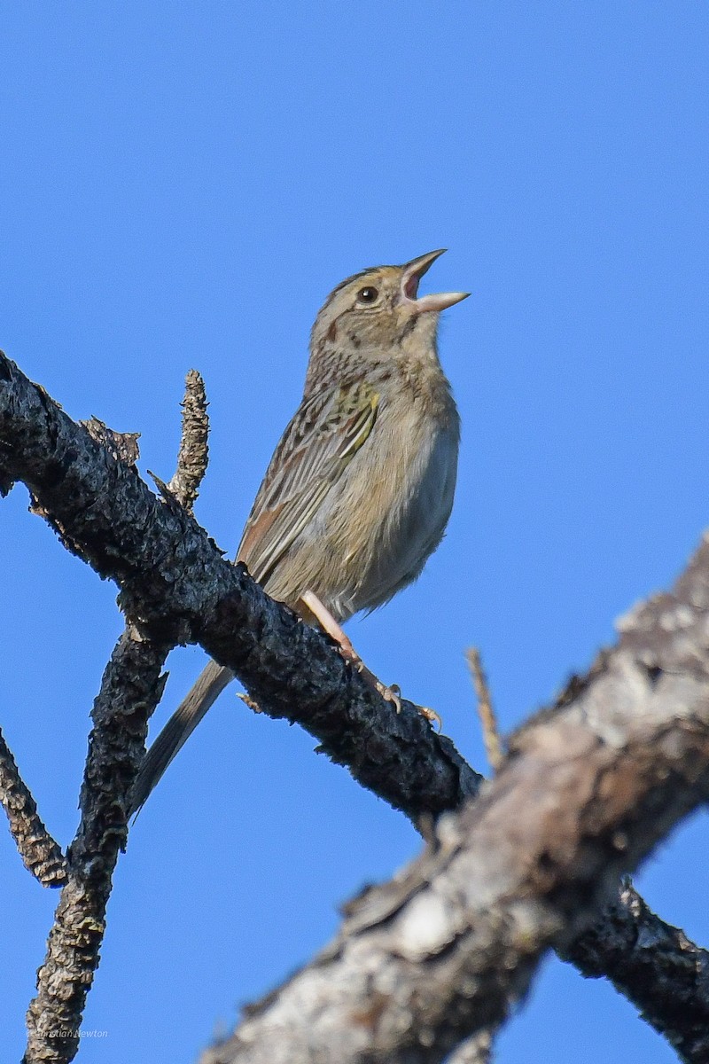 Bachman's Sparrow - ML545654481