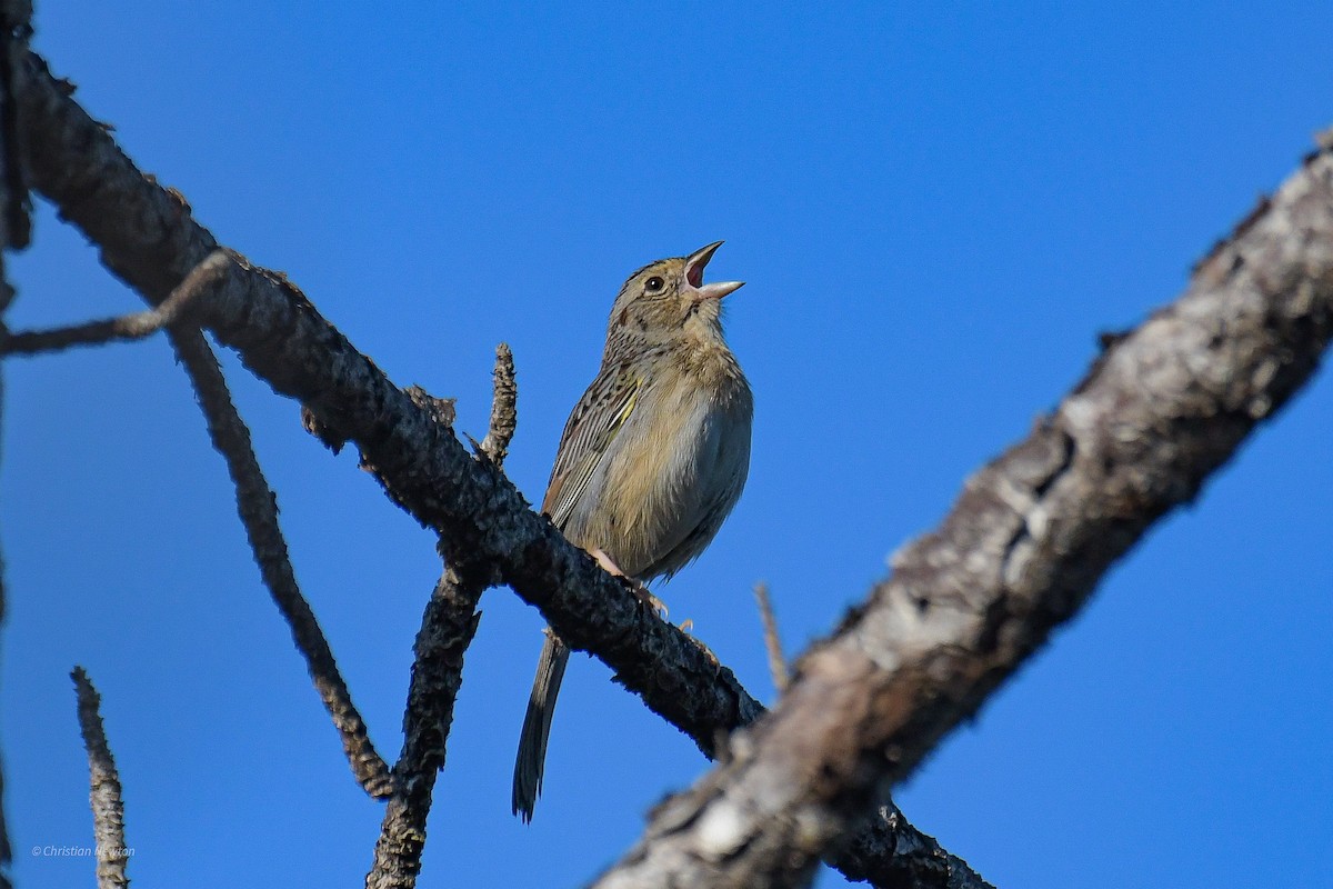 Bachman's Sparrow - ML545654531