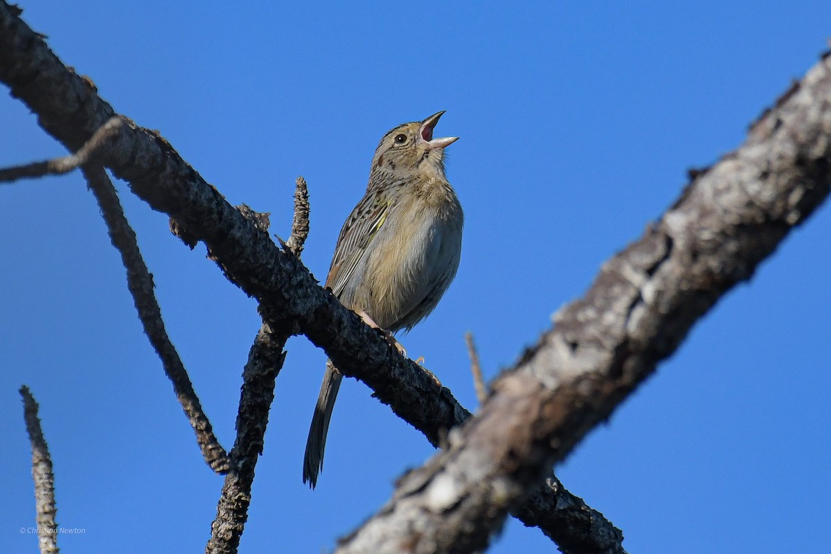 Bachman's Sparrow - ML545654561