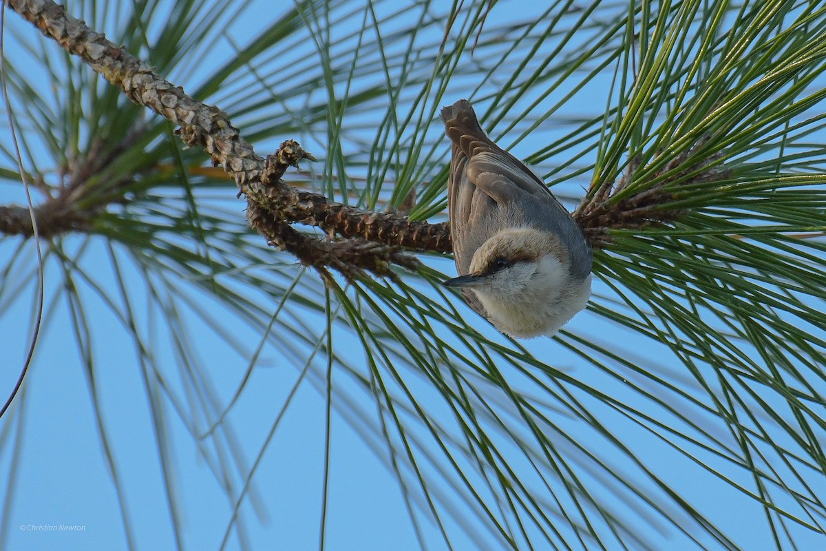 Brown-headed Nuthatch - ML545654761