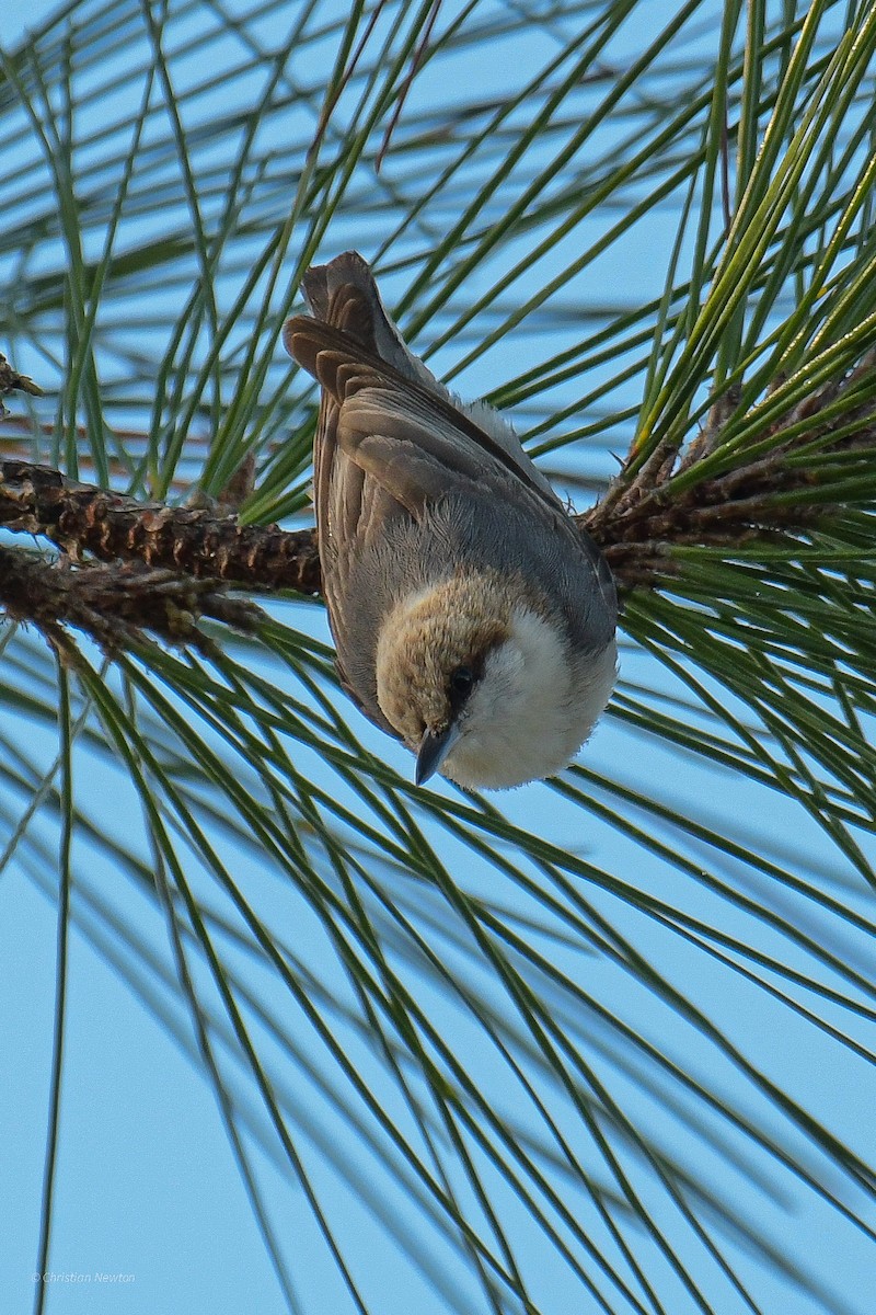 Brown-headed Nuthatch - ML545654801