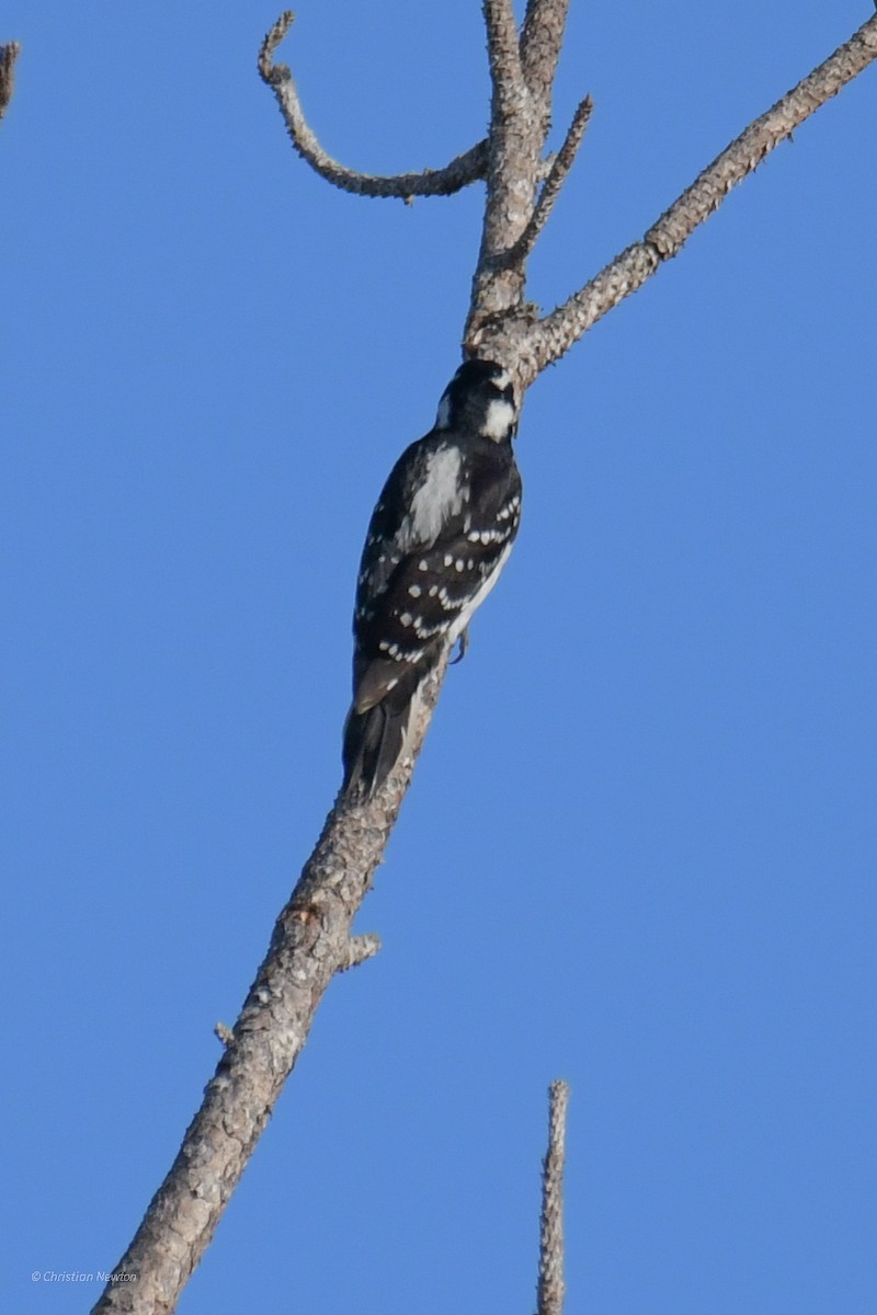 Hairy Woodpecker - ML545654901