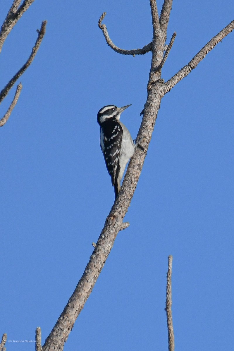 Hairy Woodpecker - ML545654921