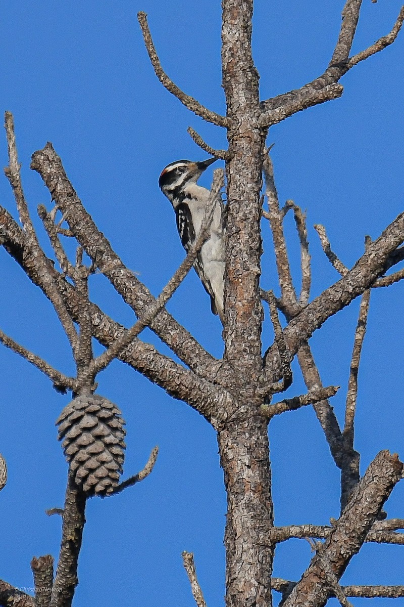 Hairy Woodpecker - ML545654941