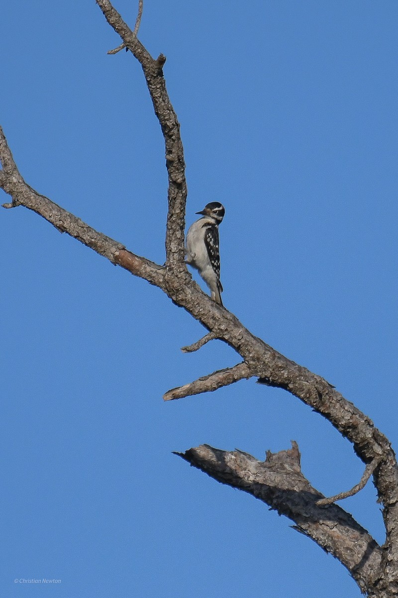 Hairy Woodpecker - ML545654951