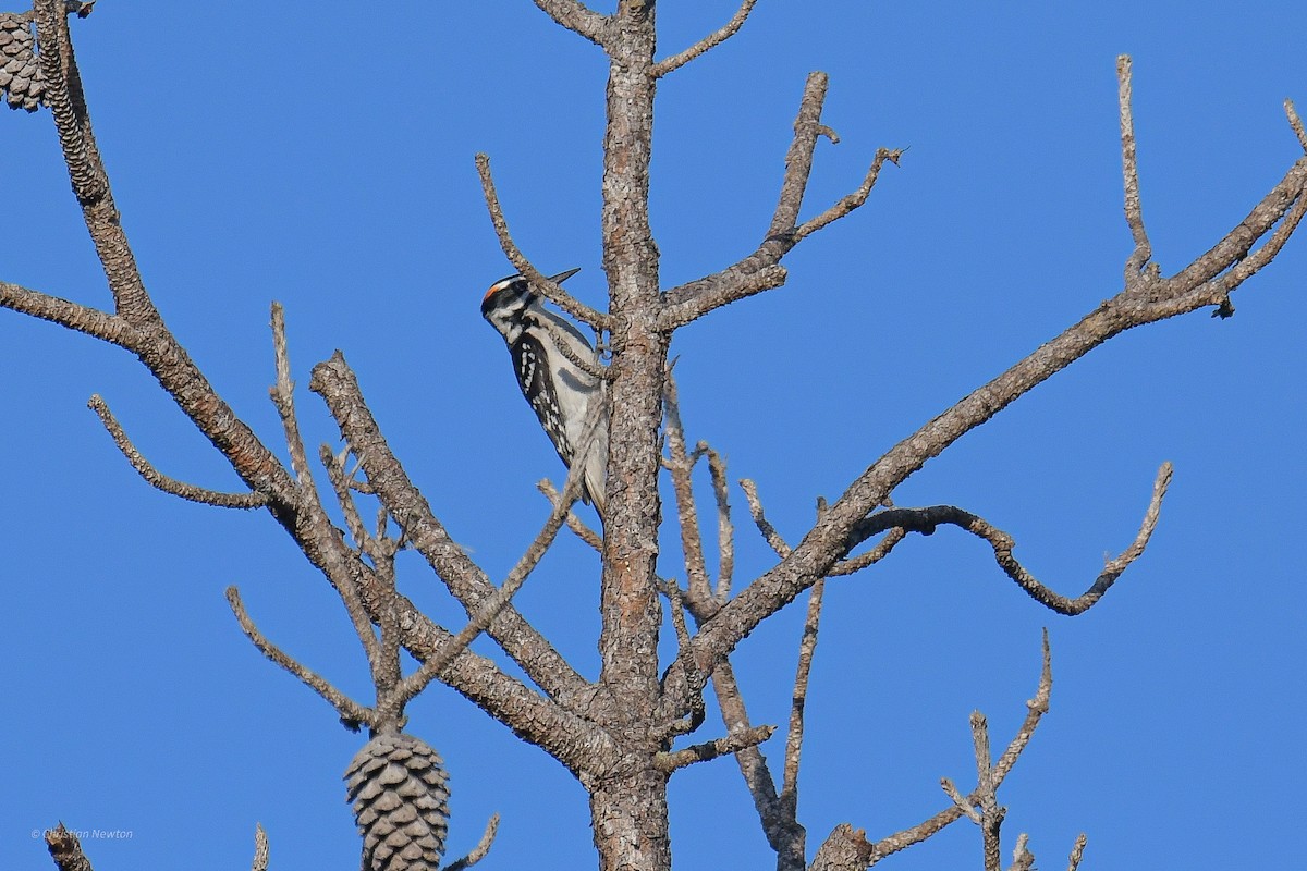 Hairy Woodpecker - ML545654981