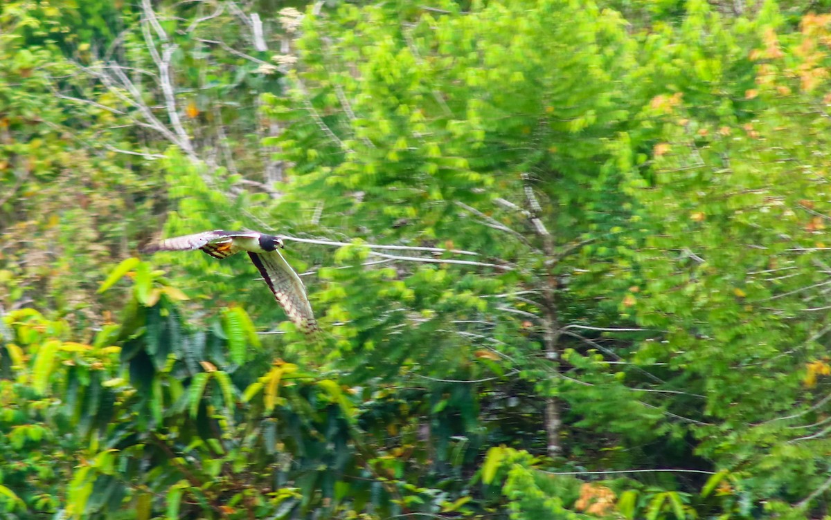 Long-winged Harrier - ML545655041