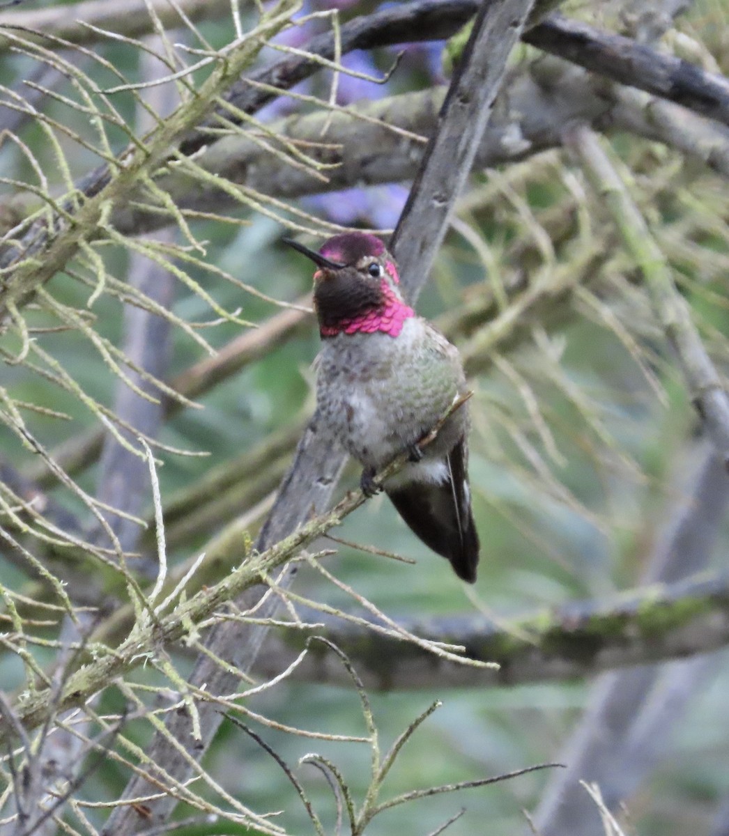 Anna's Hummingbird - ML545655631