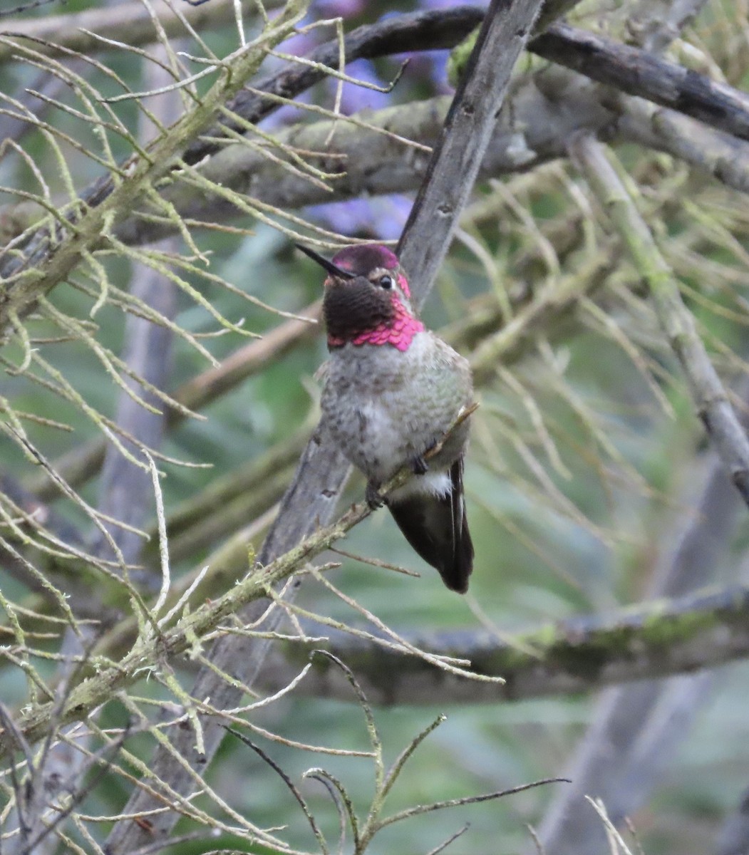 Anna's Hummingbird - ML545655641