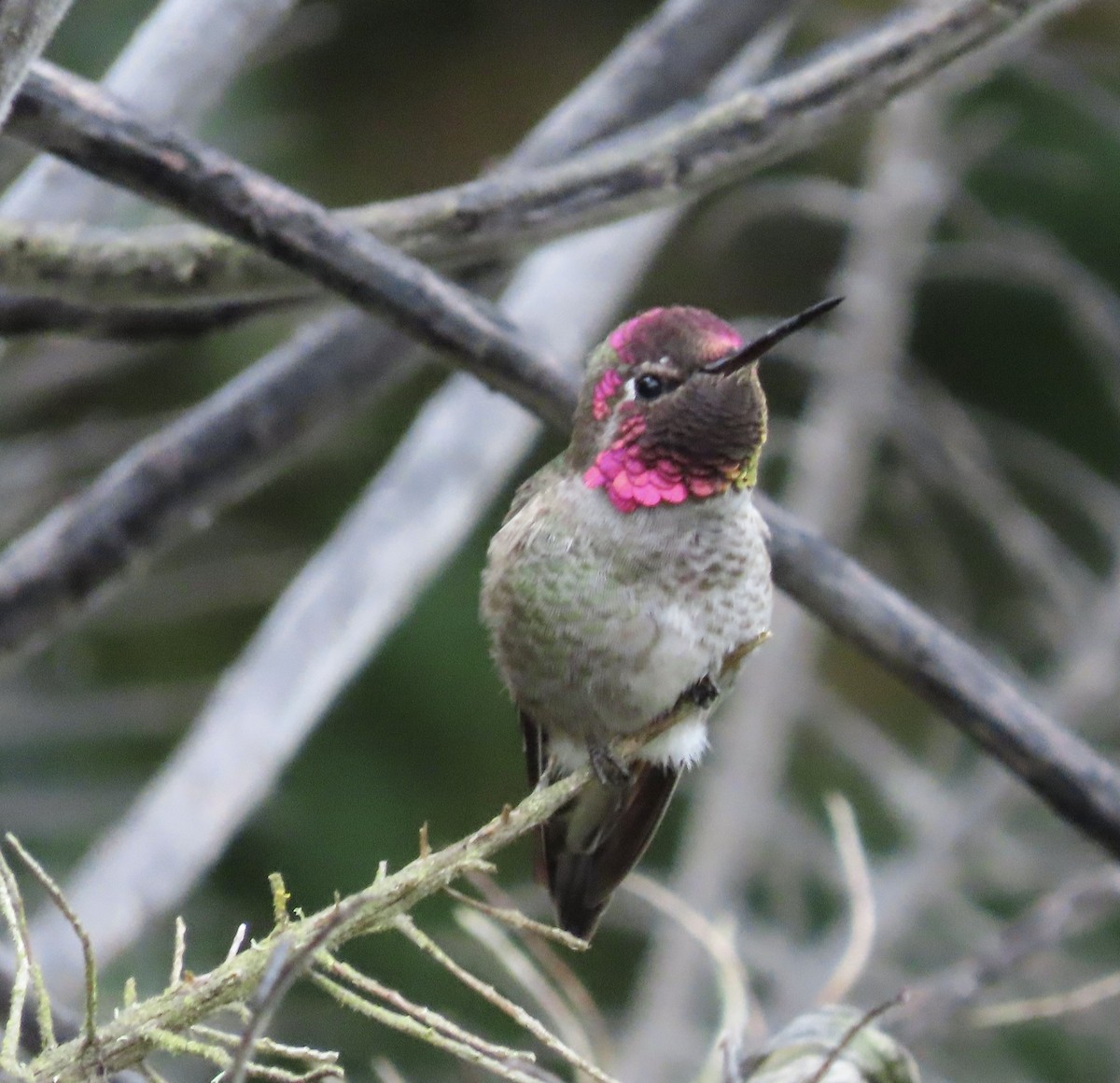 Anna's Hummingbird - ML545655651