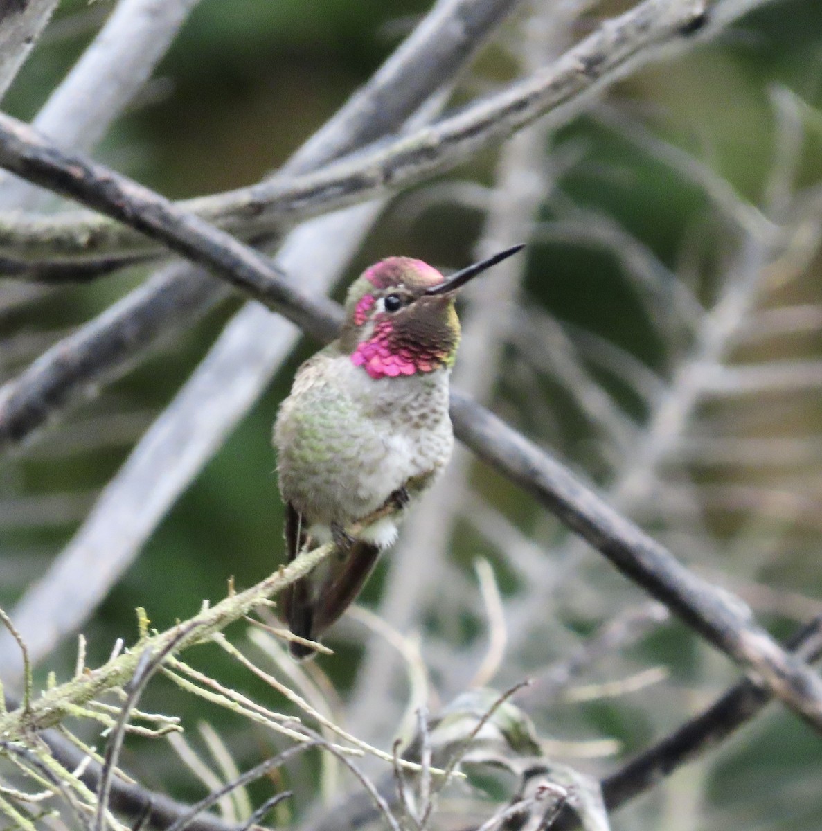 Anna's Hummingbird - ML545655661