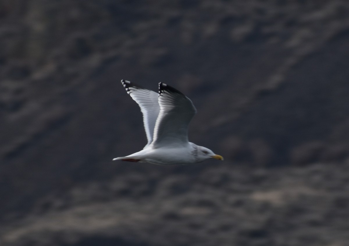 Gaviota Argéntea - ML545655921