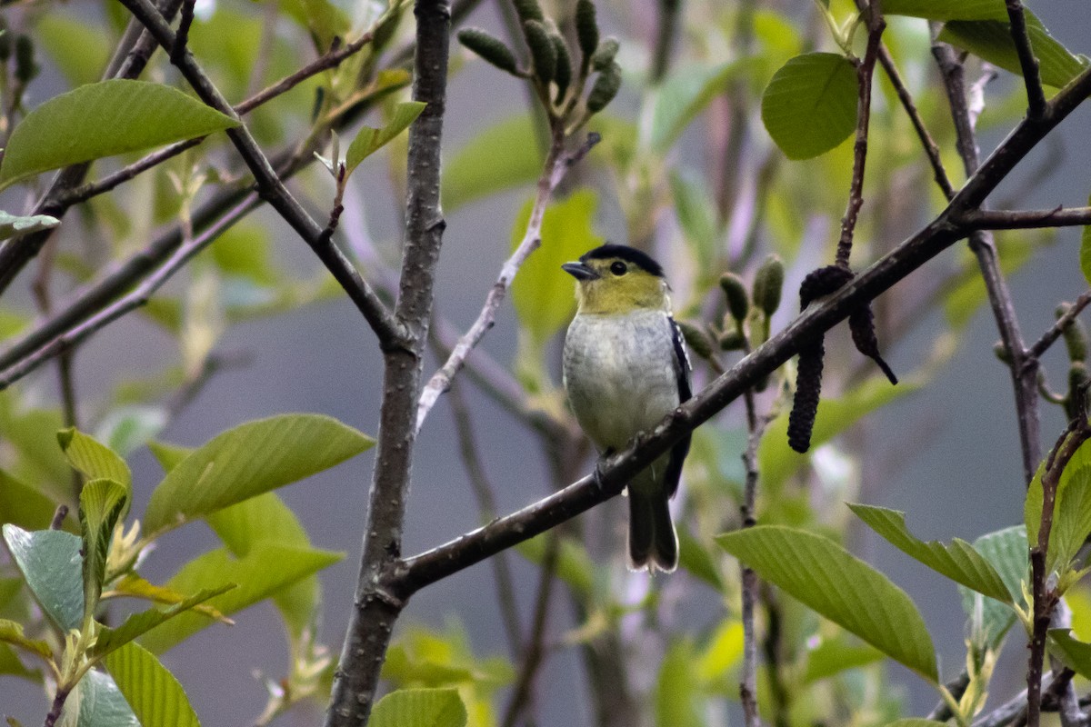 Barred Becard - Carlos Chaparro