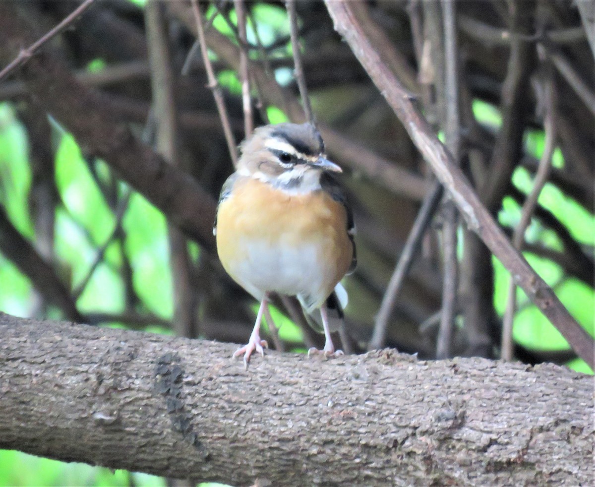 Bearded Scrub-Robin - Elizabeth Skakoon