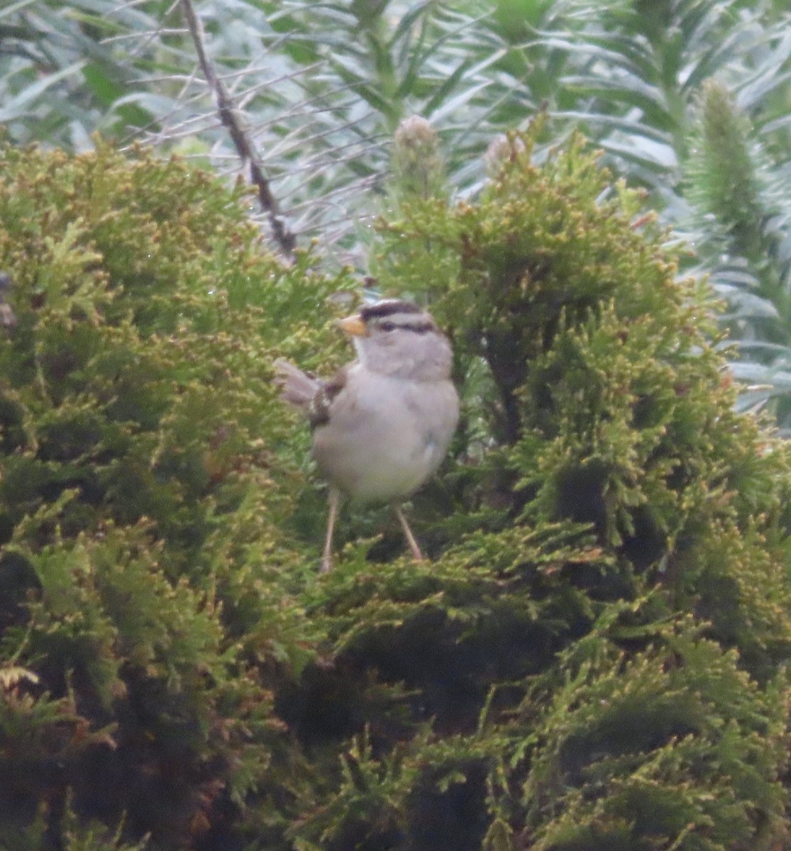 Bruant à couronne blanche - ML545657121