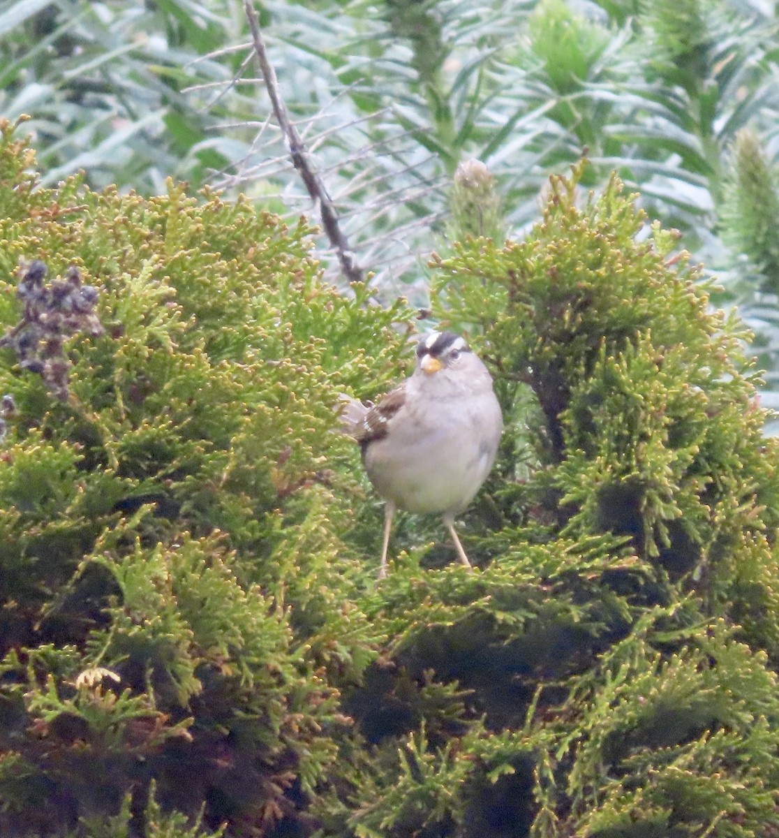 Bruant à couronne blanche - ML545657131