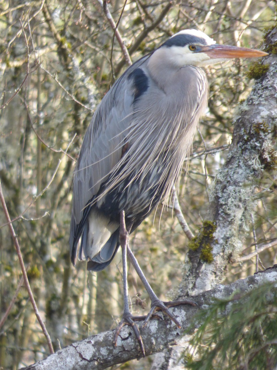 Great Blue Heron - Devin McDonald