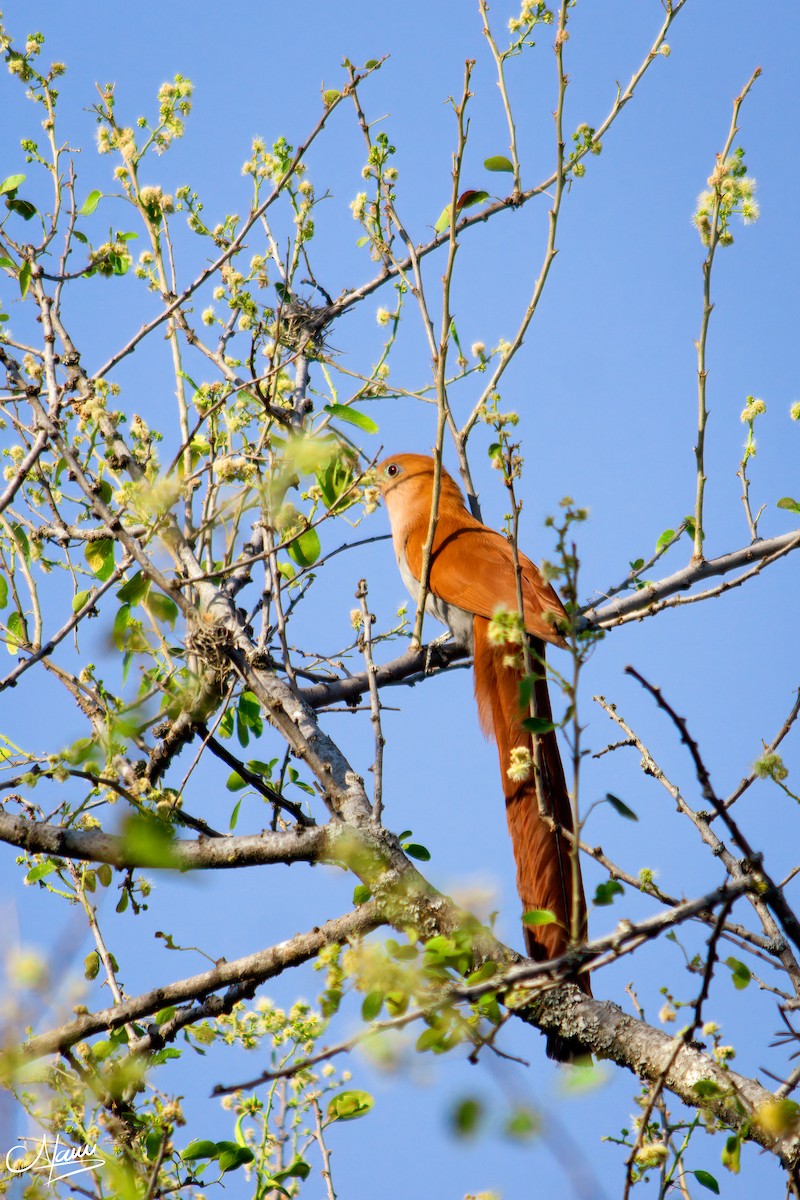 Squirrel Cuckoo - ML545657831