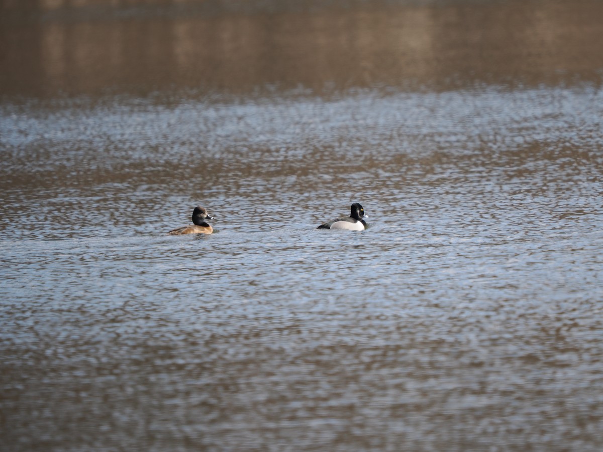 Ring-necked Duck - John Mason