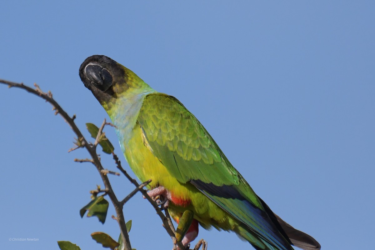 eBird Checklist - 13 Mar 2021 - The Celery Fields - 15 species