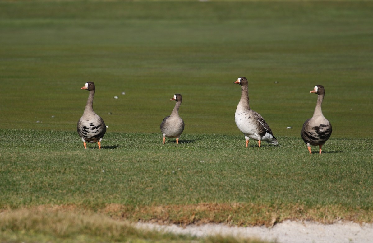Greater White-fronted Goose - ML545659971