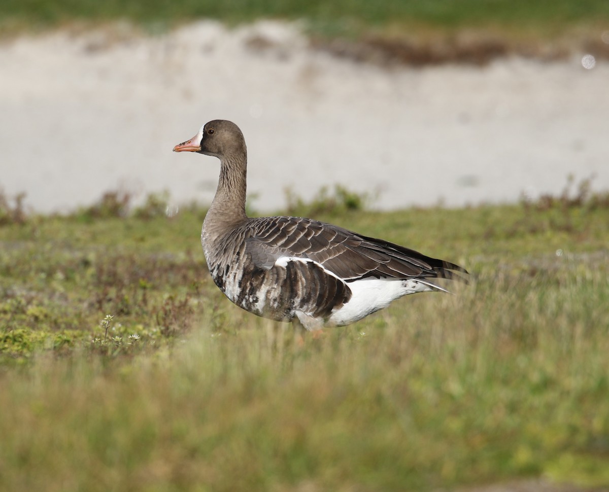 Greater White-fronted Goose - ML545660031