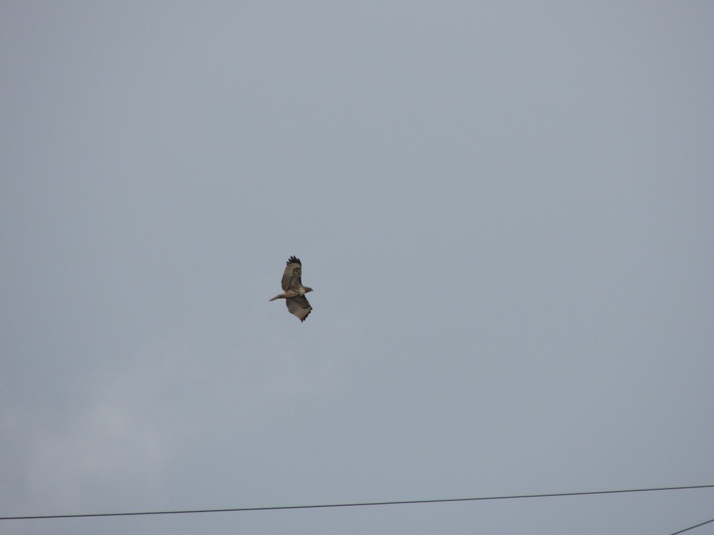 Red-tailed Hawk - ML545660221
