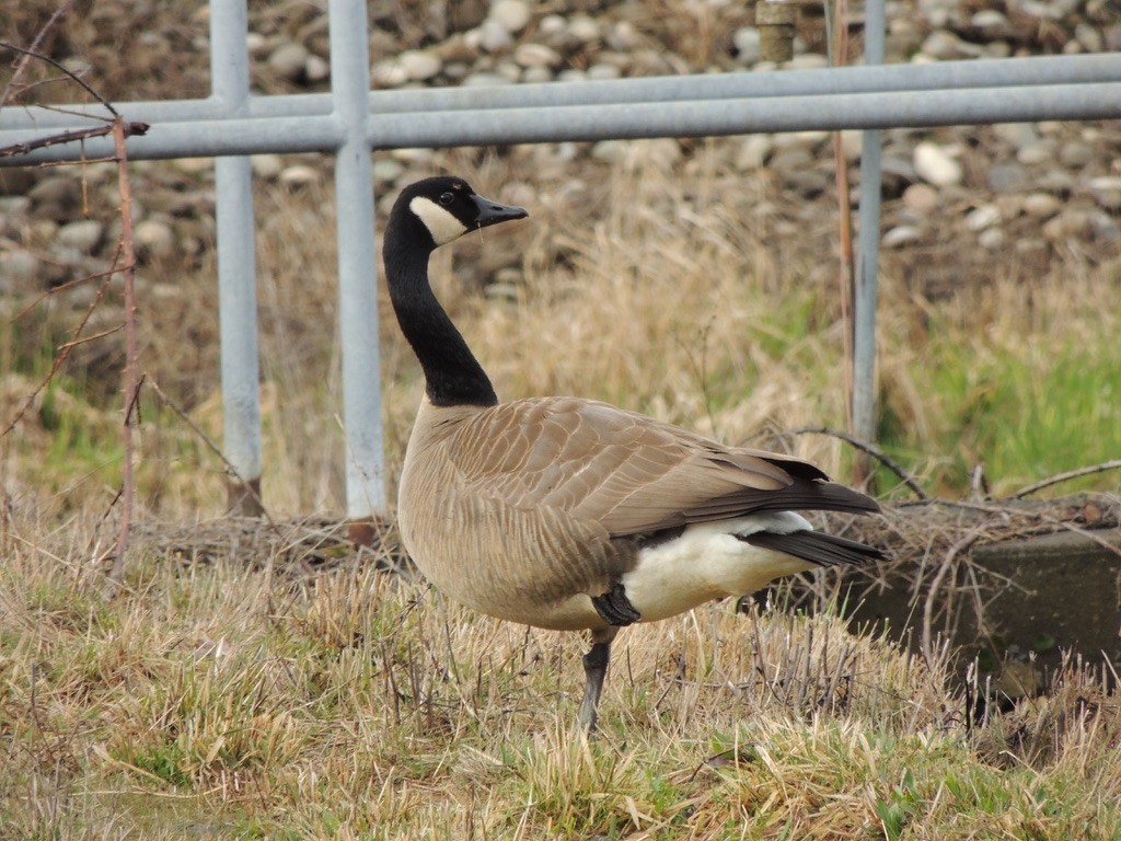 Canada Goose - Zev Doll-Schmitz