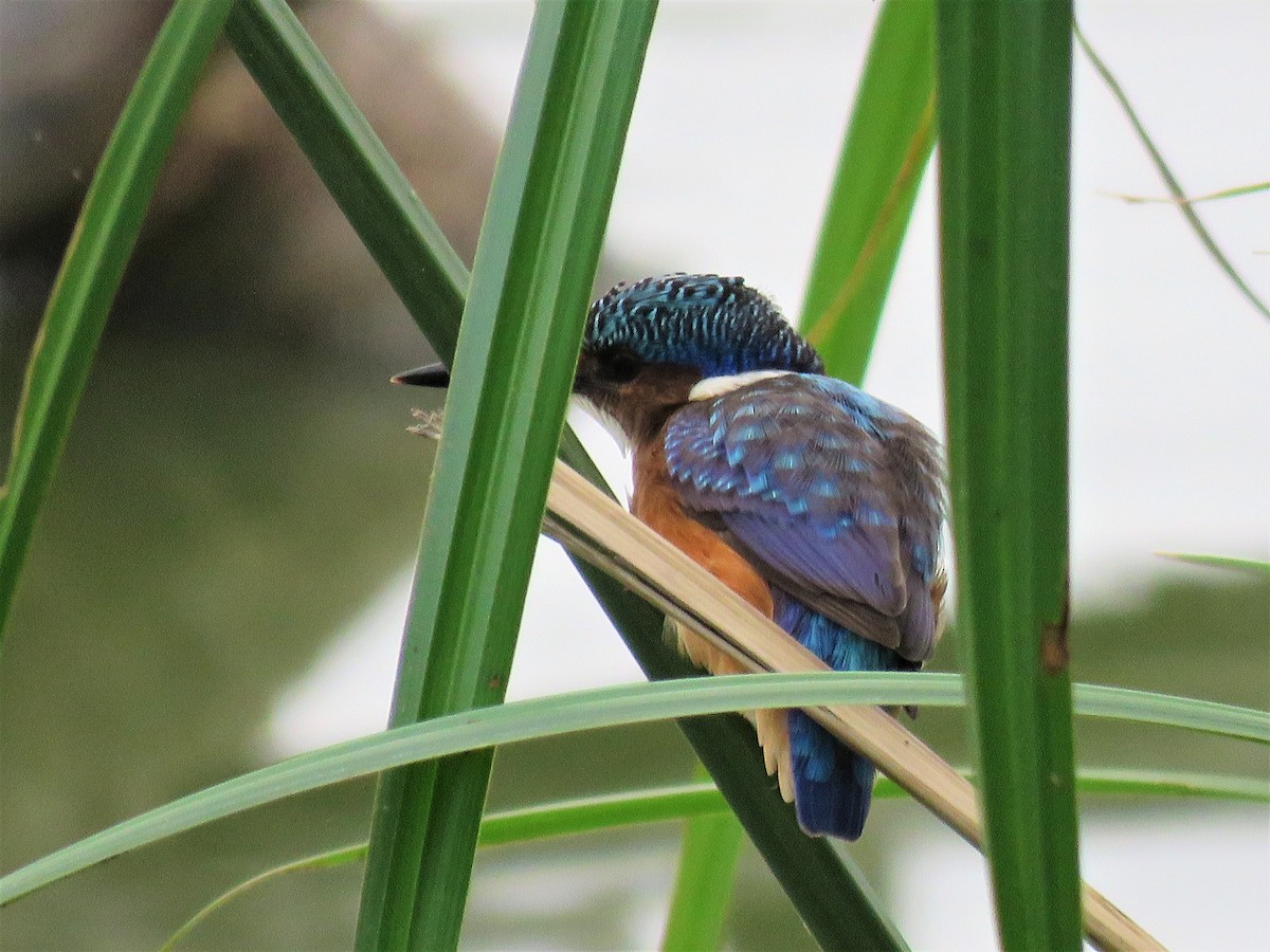 Malachite Kingfisher - ML545662911